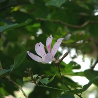 Bauhinia variegata L.